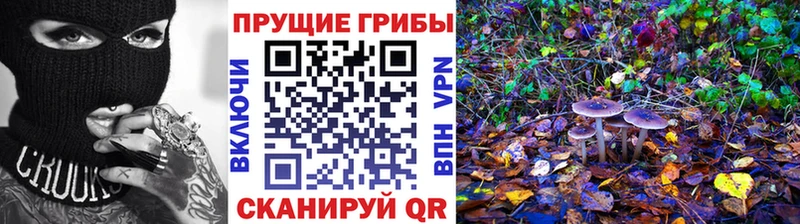 Псилоцибиновые грибы Psilocybine cubensis  Волчанск 